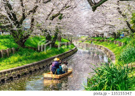 【埼玉県】川越にある新河岸川に咲く満開の桜 【埼玉県】川越にある新河岸川に咲く満開の桜 135155347