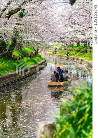 【埼玉県】川越にある新河岸川に咲く満開の桜 【埼玉県】川越にある新河岸川に咲く満開の桜 135155348