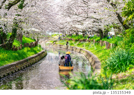 【埼玉県】川越にある新河岸川に咲く満開の桜 135155349