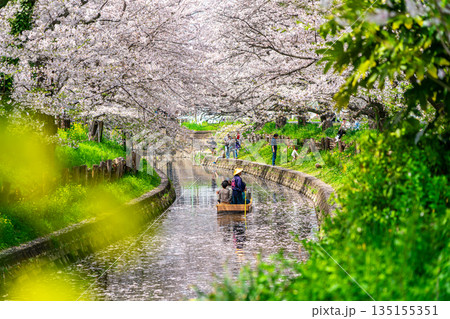 【埼玉県】川越にある新河岸川に咲く満開の桜 135155351