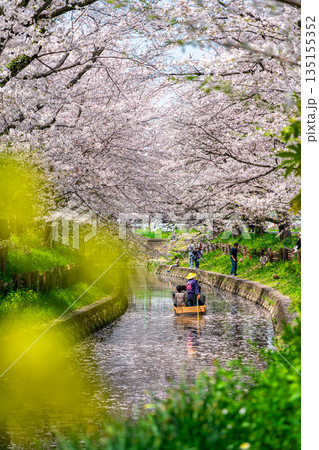 【埼玉県】川越にある新河岸川に咲く満開の桜 135155352