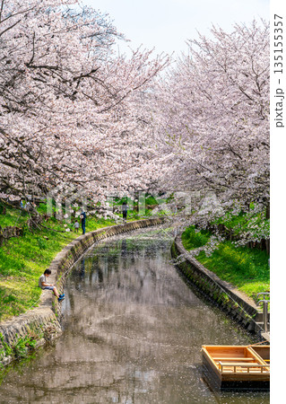 【埼玉県】川越にある新河岸川に咲く満開の桜 135155357
