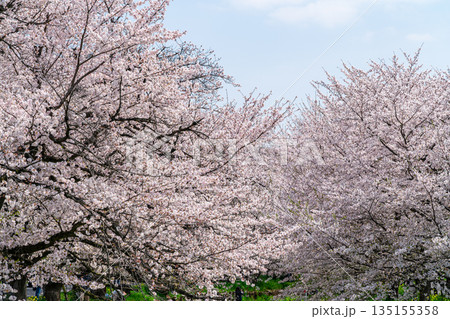 【埼玉県】川越にある新河岸川に咲く満開の桜 【埼玉県】川越にある新河岸川に咲く満開の桜 135155358