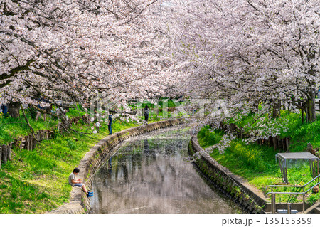 【埼玉県】川越にある新河岸川に咲く満開の桜 【埼玉県】川越にある新河岸川に咲く満開の桜 135155359