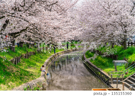 【埼玉県】川越にある新河岸川に咲く満開の桜 【埼玉県】川越にある新河岸川に咲く満開の桜 135155360