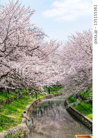 【埼玉県】川越にある新河岸川に咲く満開の桜 135155361