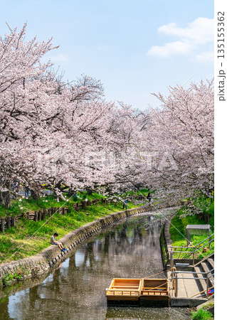 【埼玉県】川越にある新河岸川に咲く満開の桜 135155362