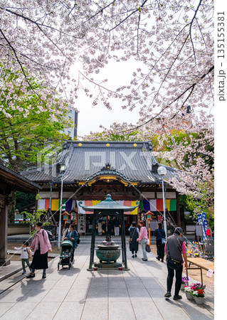 【埼玉県】満開の桜が綺麗な川越の蓮馨寺 135155381