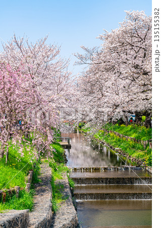 【埼玉県】川越にある新河岸川に咲く満開の桜 【埼玉県】川越にある新河岸川に咲く満開の桜 135155382