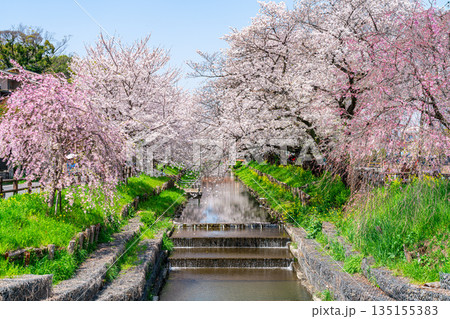 【埼玉県】川越にある新河岸川に咲く満開の桜 135155383