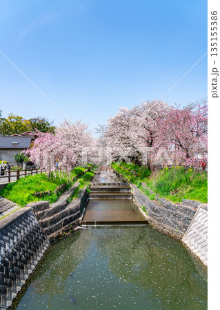 【埼玉県】川越にある新河岸川に咲く満開の桜 135155386