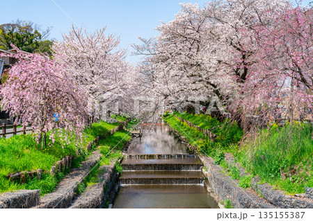 【埼玉県】川越にある新河岸川に咲く満開の桜 135155387