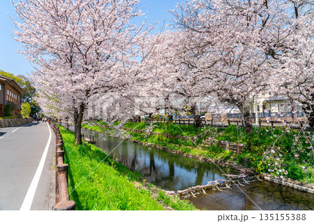 【埼玉県】川越にある新河岸川に咲く満開の桜 【埼玉県】川越にある新河岸川に咲く満開の桜 135155388