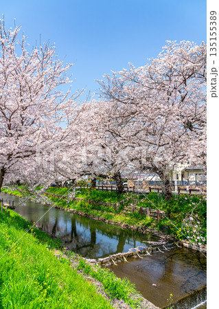 【埼玉県】川越にある新河岸川に咲く満開の桜 【埼玉県】川越にある新河岸川に咲く満開の桜 135155389