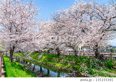 【埼玉県】川越にある新河岸川に咲く満開の桜 【埼玉県】川越にある新河岸川に咲く満開の桜 135155391