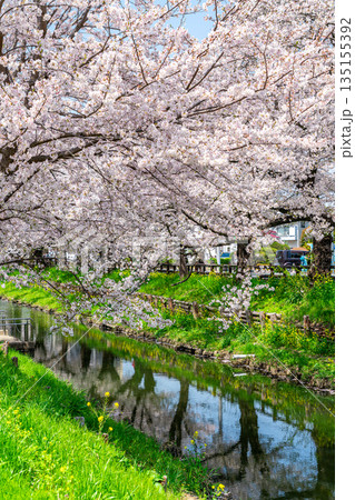 【埼玉県】川越にある新河岸川に咲く満開の桜 135155392