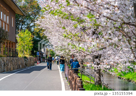 【埼玉県】川越にある新河岸川に咲く満開の桜 135155394