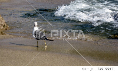 波打ち際を歩くウミネコ 波打ち際を歩くウミネコ 135155411
