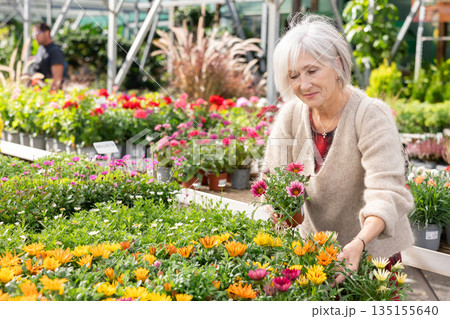 Senior woman customer-onlooker curiously examines showcase exhibition with outdoor plant gazania Senior woman customer-onlooker curiously examines showcase exhibition with outdoor plant gazania 135155640