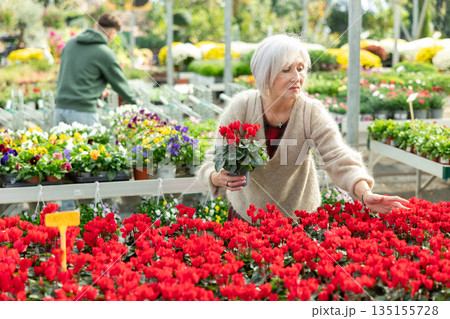 Mature woman customer-onlooker curiously examines showcase exhibition with indoor plant cyclamen Mature woman customer-onlooker curiously examines showcase exhibition with indoor plant cyclamen 135155728