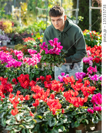 Guy customer-onlooker curiously examines showcase exhibition with indoor plant cyclamen Guy customer-onlooker curiously examines showcase exhibition with indoor plant cyclamen 135155738