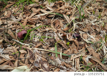 群馬県_尾瀬_大清水湿原_ザゼンソウ 135155751