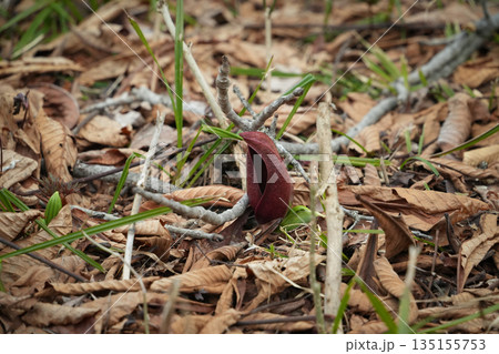 群馬県_尾瀬_大清水湿原_ザゼンソウ 135155753