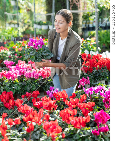 Girl customer-onlooker curiously examines showcase exhibition with indoor plant cyclamen Girl customer-onlooker curiously examines showcase exhibition with indoor plant cyclamen 135155765
