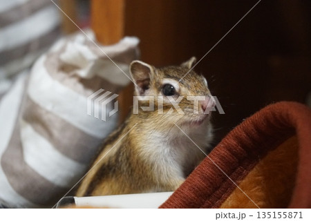 毛布から出るシマリス 毛布から出るシマリス 135155871