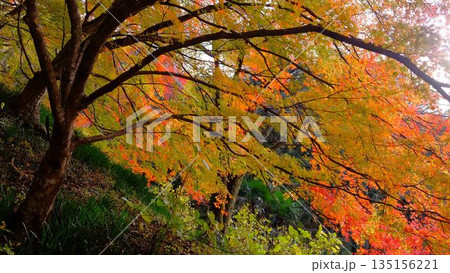 高知県仁淀川町大渡ダム公園の眼を奪われるあざやかな紅葉 高知県仁淀川町大渡ダム公園の眼を奪われるあざやかな紅葉 135156221