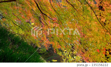 高知県仁淀川町大渡ダム公園の眼を奪われるあざやかな紅葉 高知県仁淀川町大渡ダム公園の眼を奪われるあざやかな紅葉 135156222