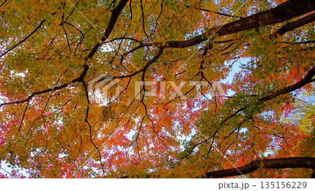 高知県仁淀川町大渡ダム公園の眼を奪われるあざやかな紅葉 高知県仁淀川町大渡ダム公園の眼を奪われるあざやかな紅葉 135156229