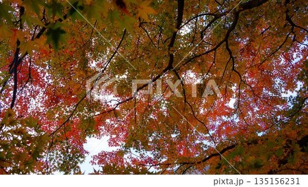 高知県仁淀川町大渡ダム公園の眼を奪われるあざやかな紅葉 高知県仁淀川町大渡ダム公園の眼を奪われるあざやかな紅葉 135156231