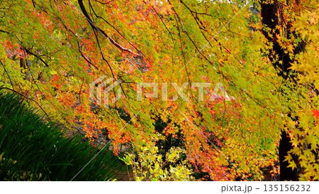 高知県仁淀川町大渡ダム公園の眼を奪われるあざやかな紅葉 高知県仁淀川町大渡ダム公園の眼を奪われるあざやかな紅葉 135156232