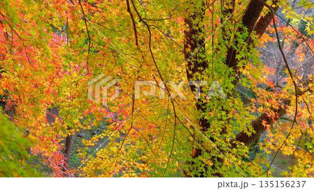 高知県仁淀川町大渡ダム公園の眼を奪われるあざやかな紅葉 高知県仁淀川町大渡ダム公園の眼を奪われるあざやかな紅葉 135156237