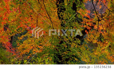 高知県仁淀川町大渡ダム公園の眼を奪われるあざやかな紅葉 高知県仁淀川町大渡ダム公園の眼を奪われるあざやかな紅葉 135156238