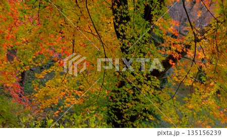 高知県仁淀川町大渡ダム公園の眼を奪われるあざやかな紅葉 高知県仁淀川町大渡ダム公園の眼を奪われるあざやかな紅葉 135156239