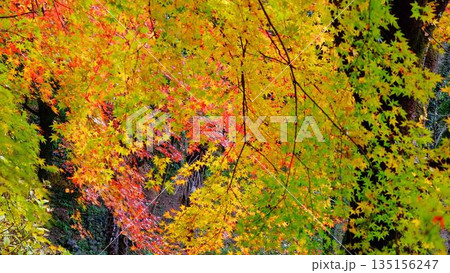 高知県仁淀川町大渡ダム公園の眼を奪われるあざやかな紅葉 高知県仁淀川町大渡ダム公園の眼を奪われるあざやかな紅葉 135156247