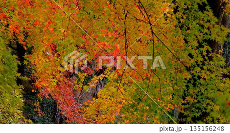高知県仁淀川町大渡ダム公園の眼を奪われるあざやかな紅葉 高知県仁淀川町大渡ダム公園の眼を奪われるあざやかな紅葉 135156248
