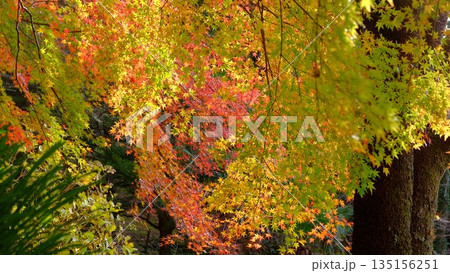 高知県仁淀川町大渡ダム公園の眼を奪われるあざやかな紅葉 高知県仁淀川町大渡ダム公園の眼を奪われるあざやかな紅葉 135156251