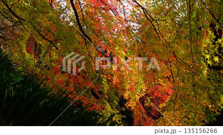 高知県仁淀川町大渡ダム公園の眼を奪われるあざやかな紅葉 高知県仁淀川町大渡ダム公園の眼を奪われるあざやかな紅葉 135156266