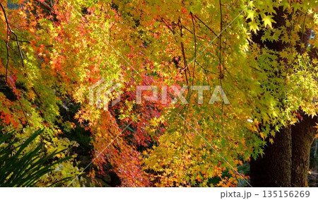 高知県仁淀川町大渡ダム公園の眼を奪われるあざやかな紅葉 高知県仁淀川町大渡ダム公園の眼を奪われるあざやかな紅葉 135156269