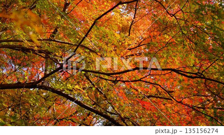 高知県仁淀川町大渡ダム公園の眼を奪われるあざやかな紅葉 高知県仁淀川町大渡ダム公園の眼を奪われるあざやかな紅葉 135156274