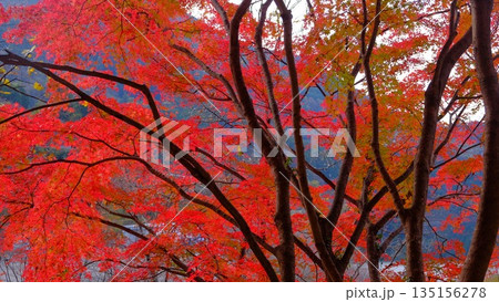 高知県仁淀川町大渡ダム公園の眼を奪われるあざやかな紅葉 高知県仁淀川町大渡ダム公園の眼を奪われるあざやかな紅葉 135156278