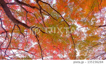 高知県仁淀川町大渡ダム公園の眼を奪われるあざやかな紅葉 高知県仁淀川町大渡ダム公園の眼を奪われるあざやかな紅葉 135156284