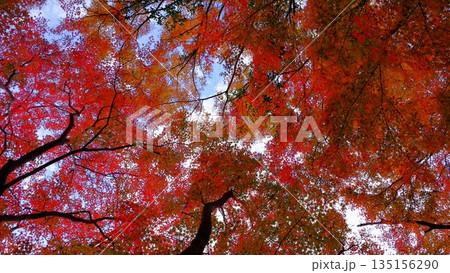 高知県仁淀川町大渡ダム公園の眼を奪われるあざやかな紅葉 135156290