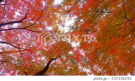 高知県仁淀川町大渡ダム公園の眼を奪われるあざやかな紅葉 高知県仁淀川町大渡ダム公園の眼を奪われるあざやかな紅葉 135156291