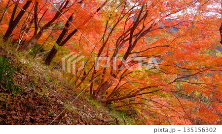 高知県仁淀川町大渡ダム公園の眼を奪われるあざやかな紅葉 135156302