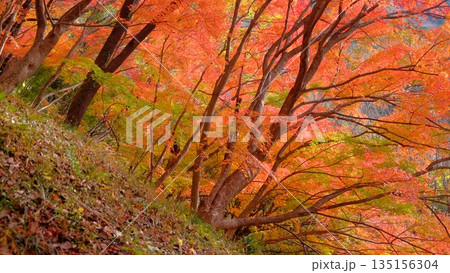 高知県仁淀川町大渡ダム公園の眼を奪われるあざやかな紅葉 高知県仁淀川町大渡ダム公園の眼を奪われるあざやかな紅葉 135156304