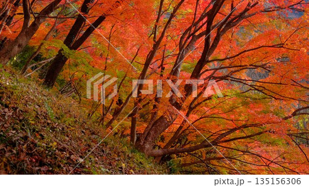 高知県仁淀川町大渡ダム公園の眼を奪われるあざやかな紅葉 高知県仁淀川町大渡ダム公園の眼を奪われるあざやかな紅葉 135156306